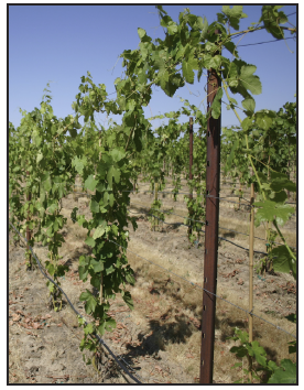 a retrained grapevine with very long shoots
