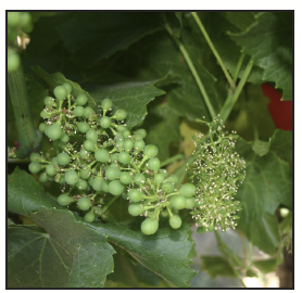 a grape cluster at peppercorn sized-berries next to one still in bloom