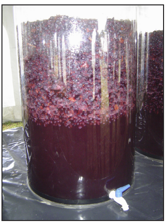 grape juice fermenting in a clear container