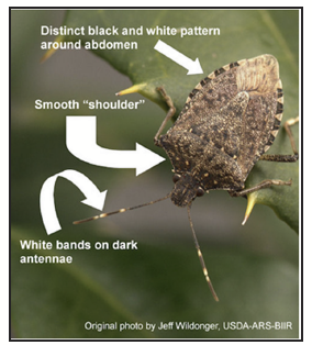 The stink bug with its black and white abdomen stripes, smooth shoulders and striped antennae.