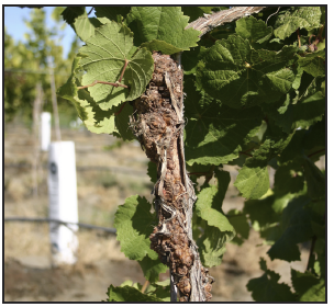 brown swellings on a grapevine trunk