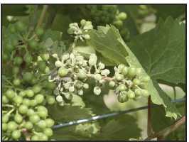a developing grape cluster with white powdery fungal growth