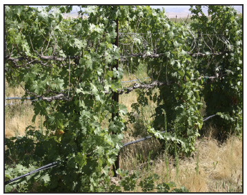 a half dead grapevine with some excessively long new shoots