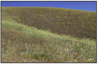 a native eastern Washington landscape