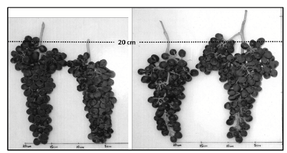 grape clusters of different sizes