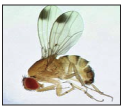 a fruit fly with spots on wings