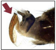 a magnified back end of a fruit fly showing the saw-like ovipositor