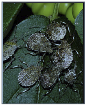 masses of bugs on a leaf