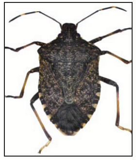 close-up of a stinkbug showing it's characteristic shoulders and abdomen