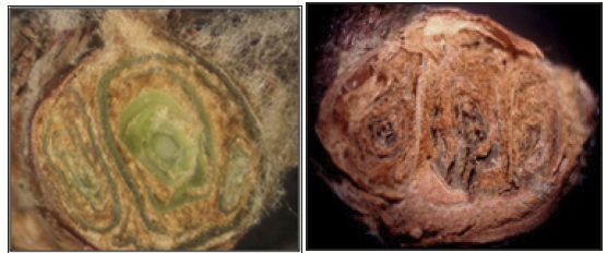 two overwintering grapevine buds cut in half. One has a green (alive) interior; one is brown (dead)