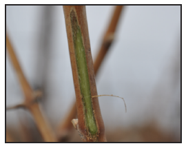 a grapevine cane that has had the outer layer removed, exposing brown and green interior tissue