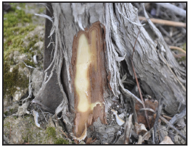 a grapevine trunk with the outer tissue removed, showing brown and white damaged interior tissue.