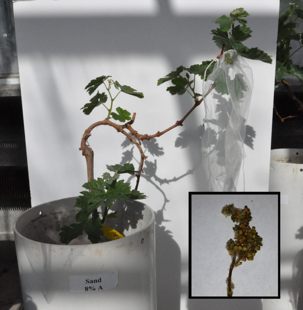 A grapevine growing in a bucket, with an inset picture of a desiccated inflorescence