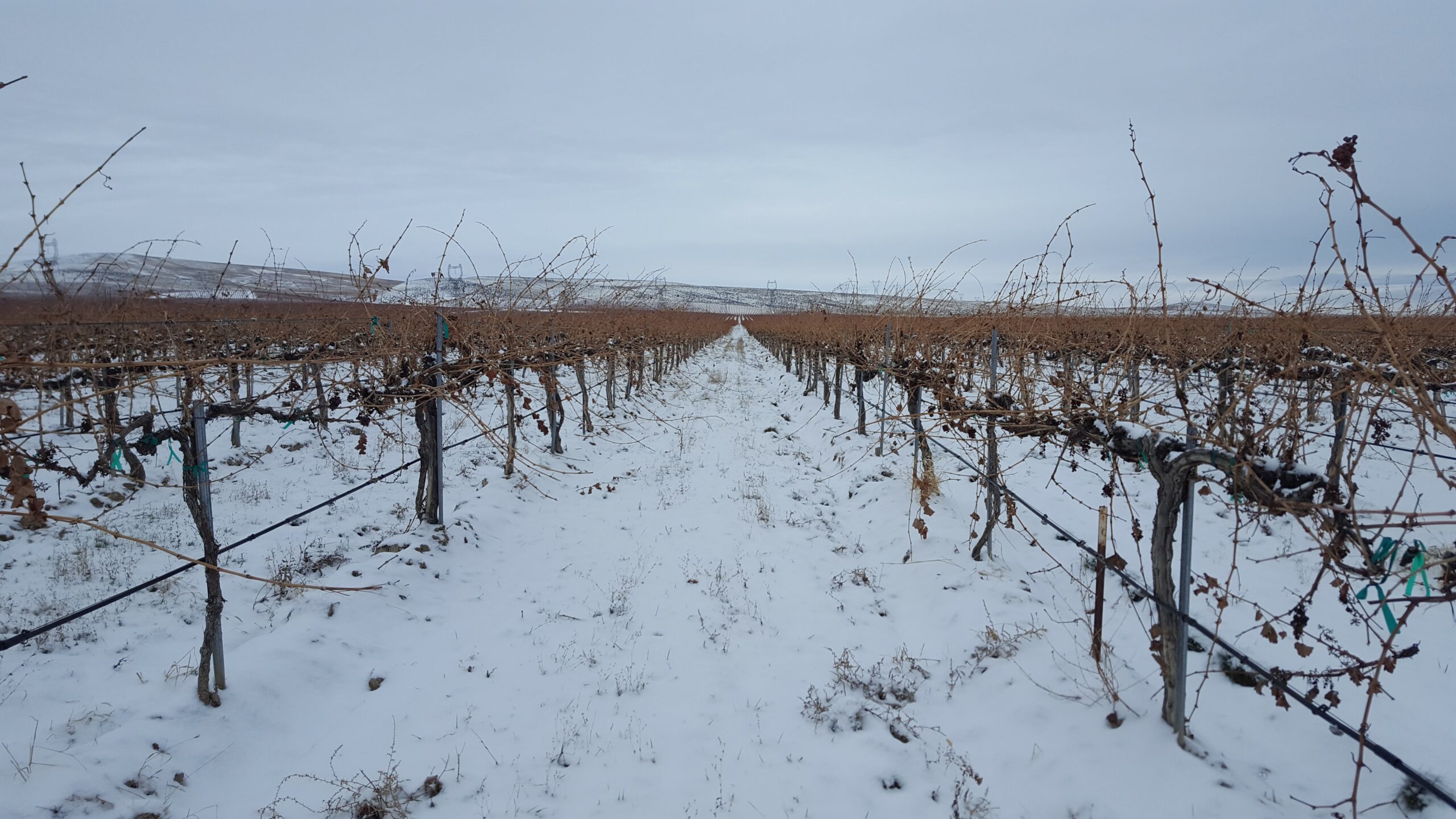 brown dormant grapevines without leaves, in a vineyard covered with snow