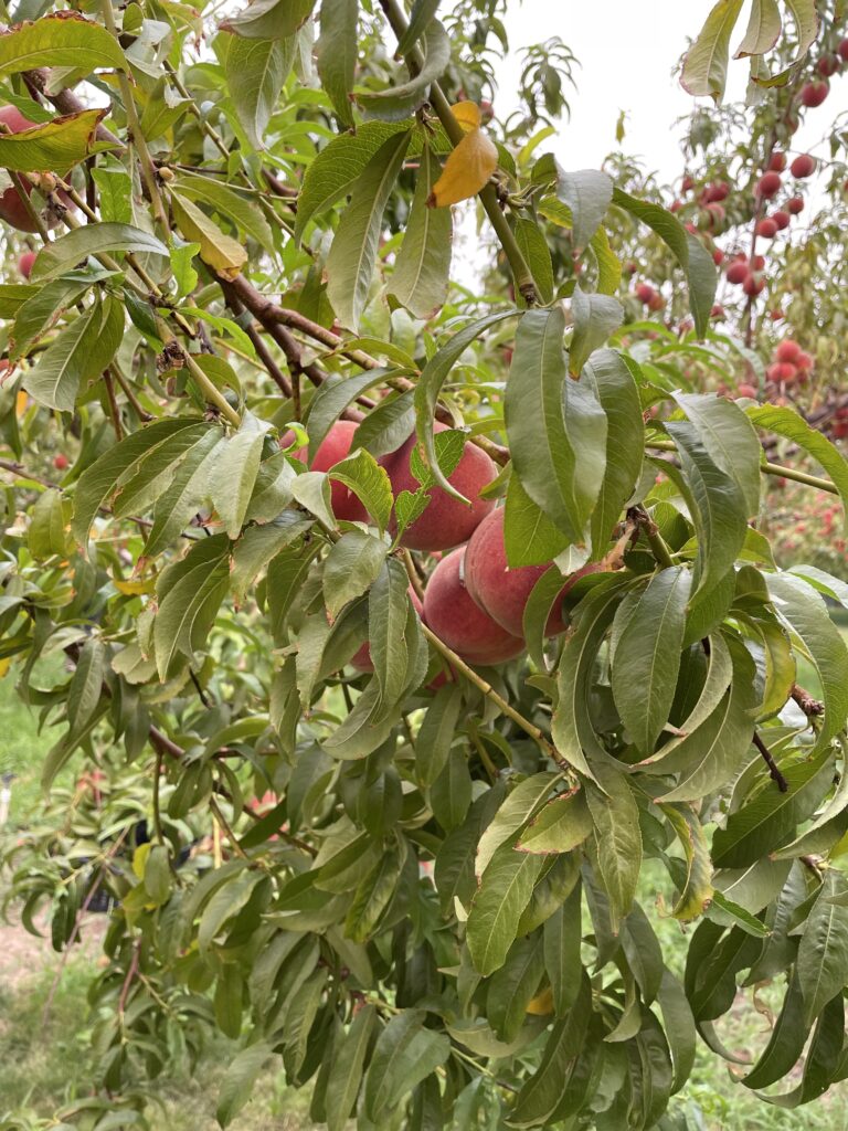 Fruit on a tree.