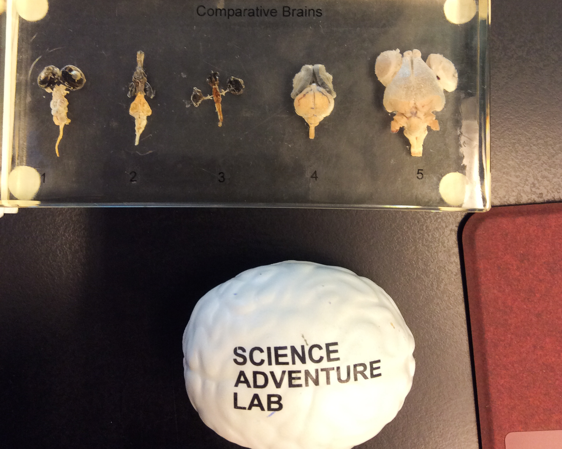 Brains and eyes of small creatures preserved in plastic and a stress "brain" ball with the words "science adventure lab"