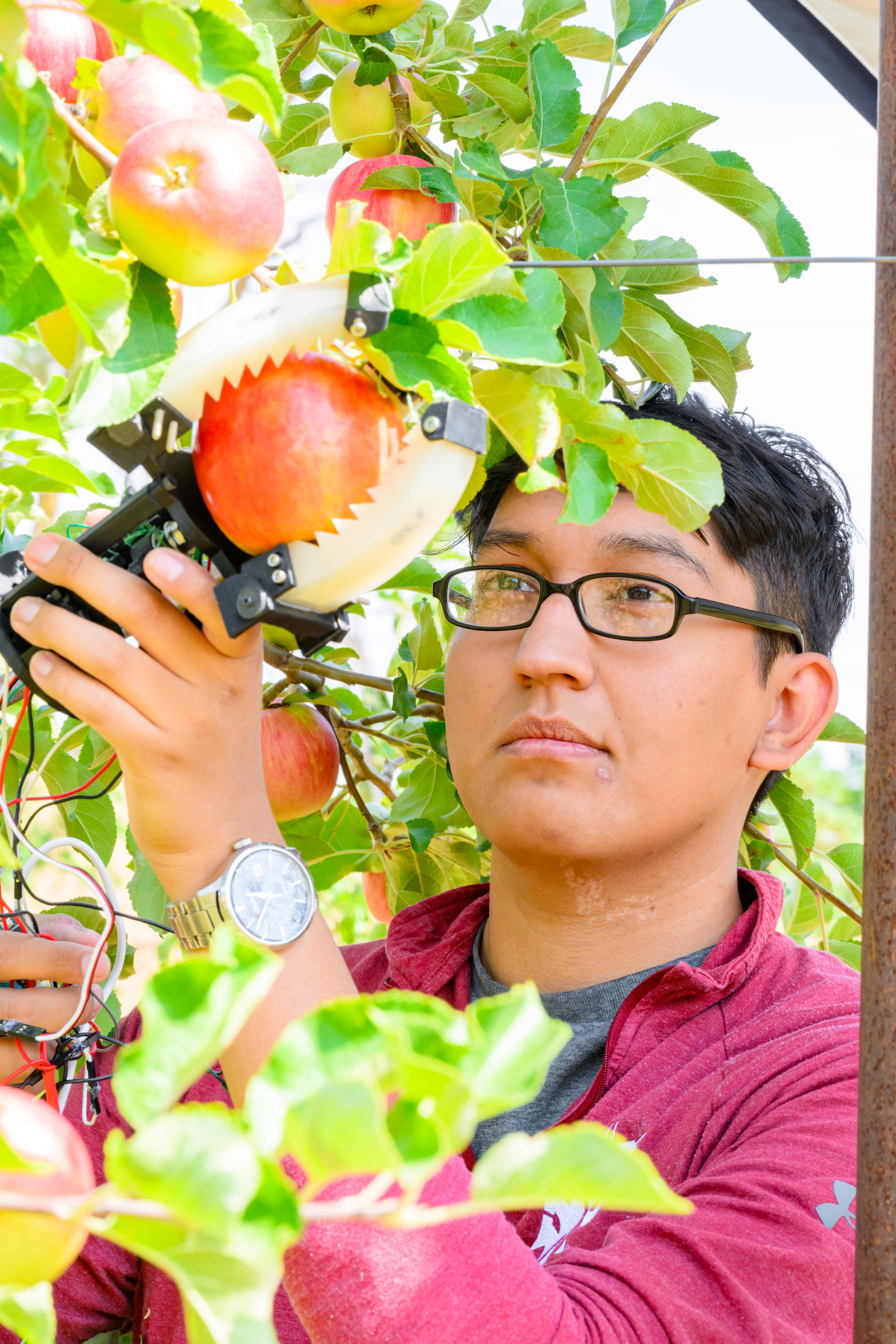 A person testing a robotic apple picking device that uses white silicone "fingers" to grip an apple.