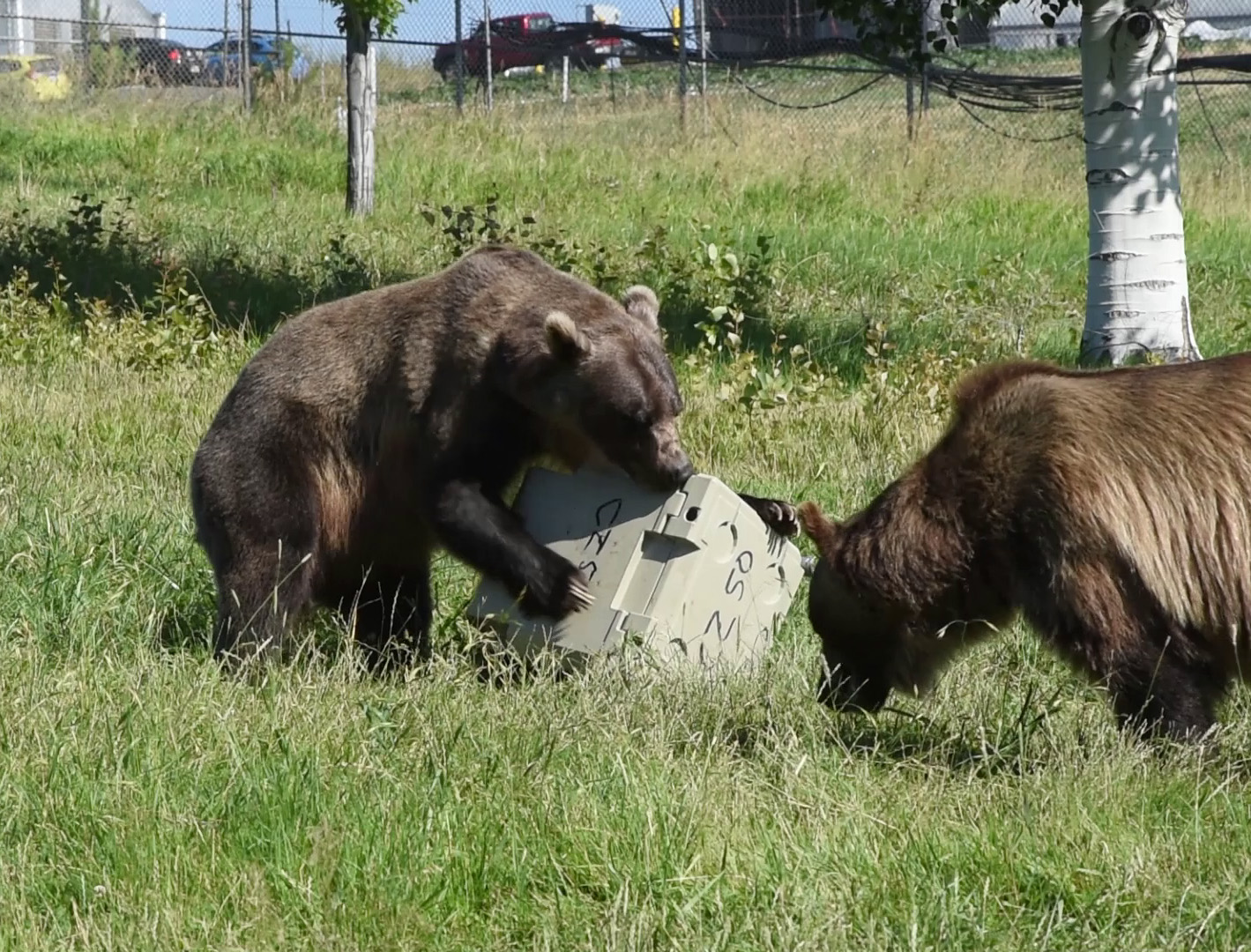 A grizzly bear rolling a cooler while another sniffs the ground nearby.