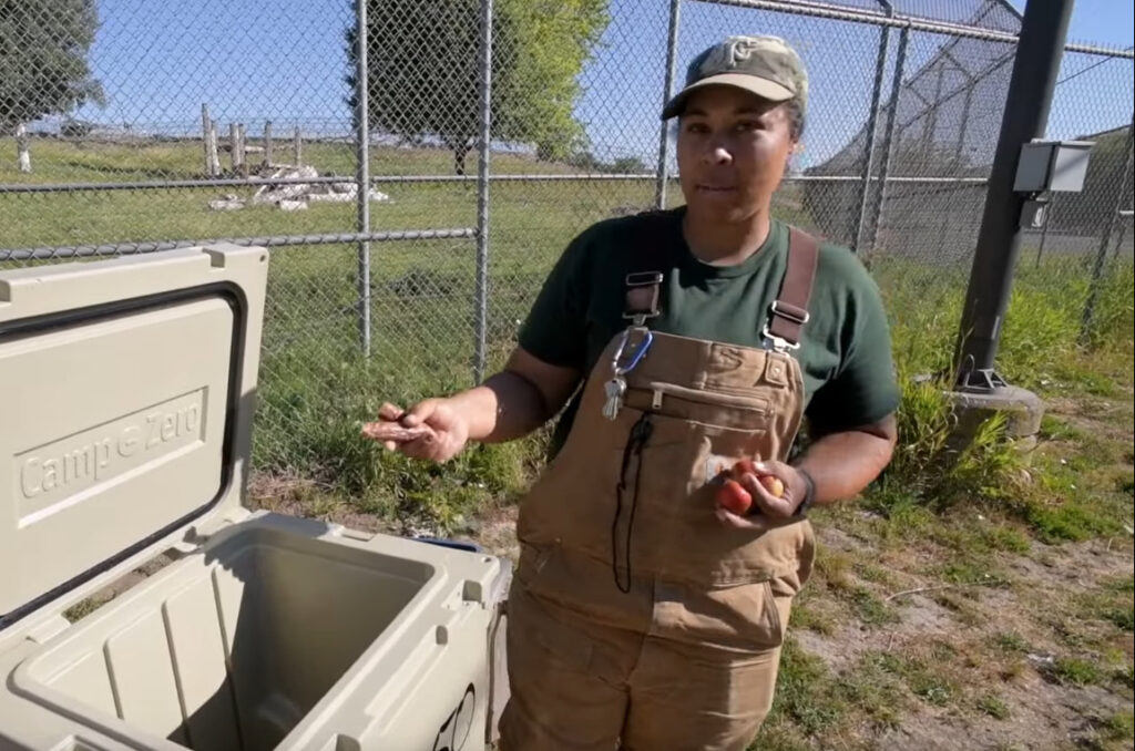 Chelsea Davis of WSU Bear Center loading a cooler with food for bear testing.