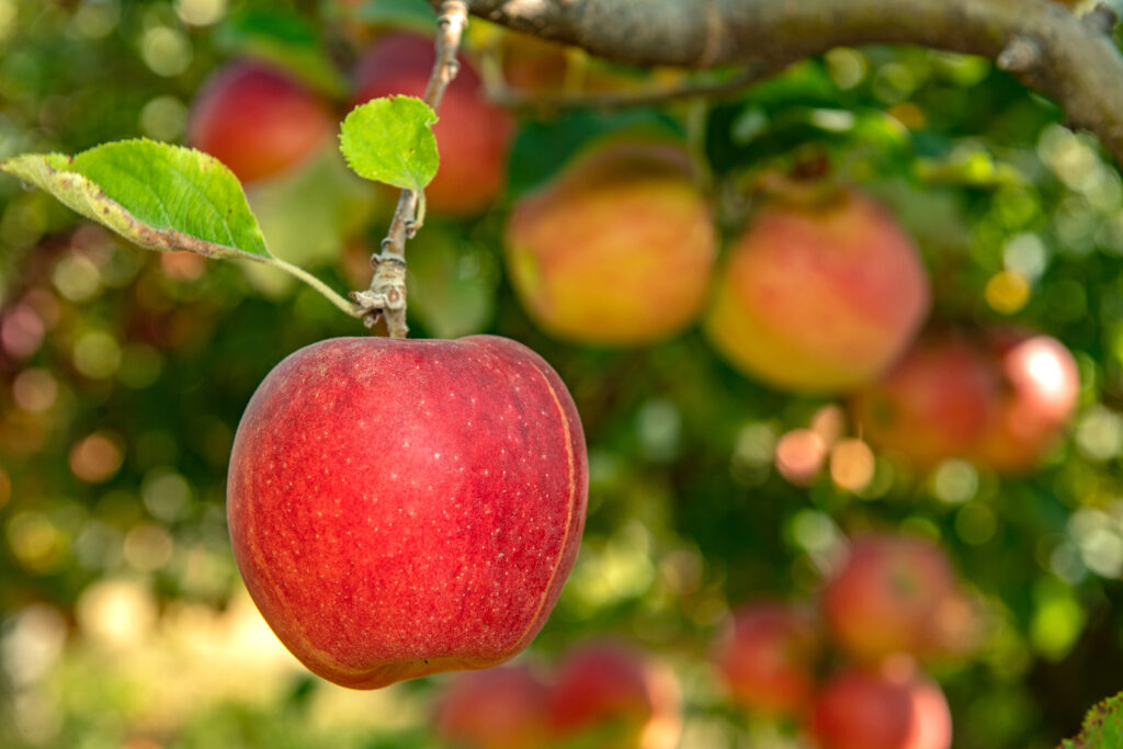 A bright red Imperial Gala apple hanging from a tree with others in the background.