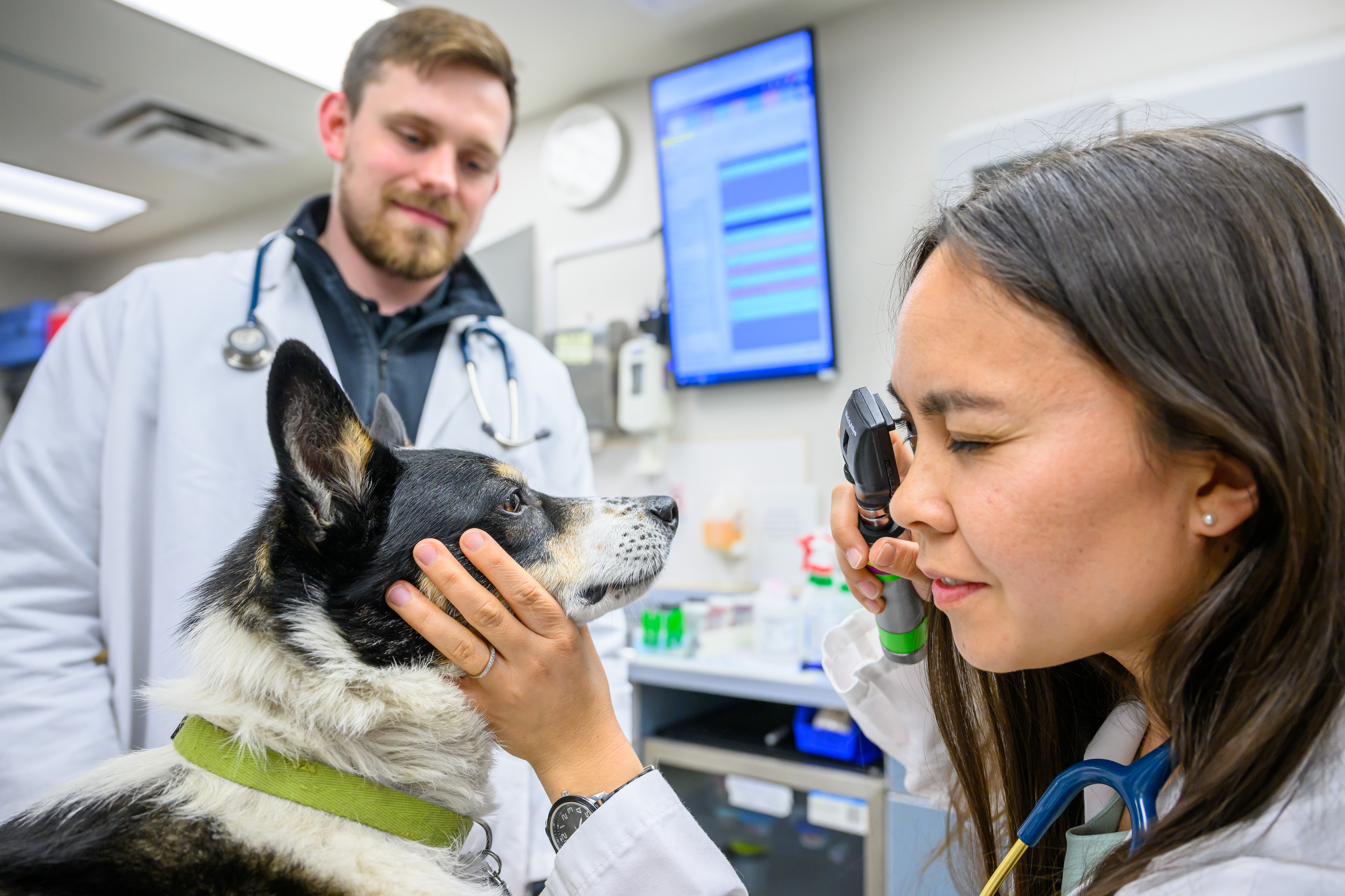 A black-and-white dog calmly having its eyes checked by a veterinarian while another looks on.