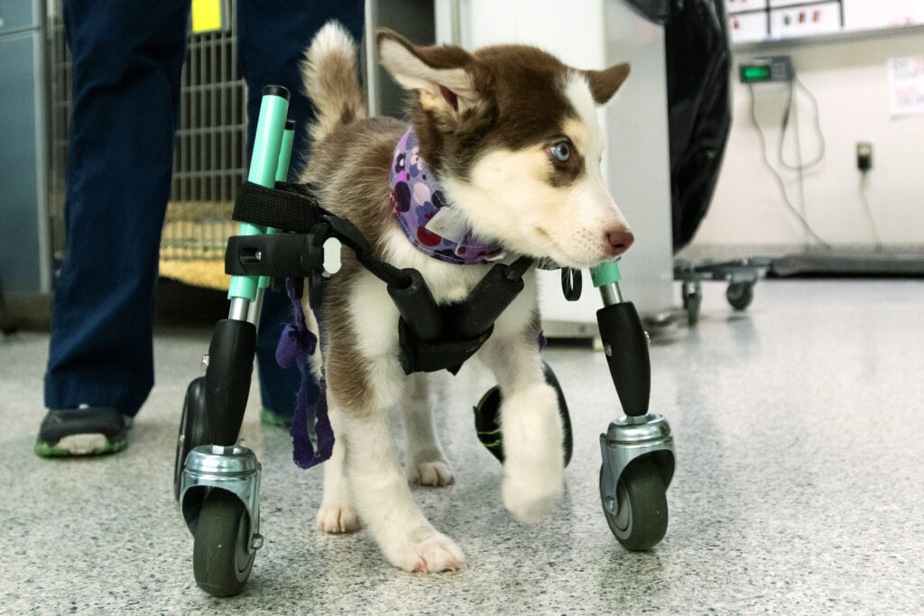 A puppy using a doggie wheelchair to walk.