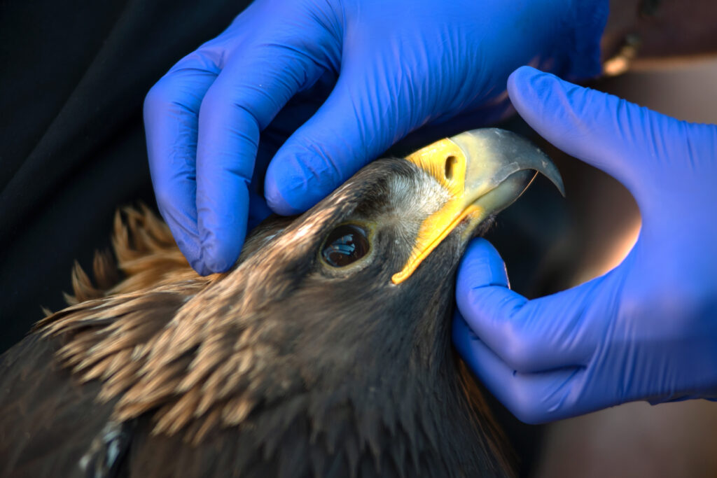 Closeup of a golden eagle's face and beak while it is examined by a person wearing blue gloves.