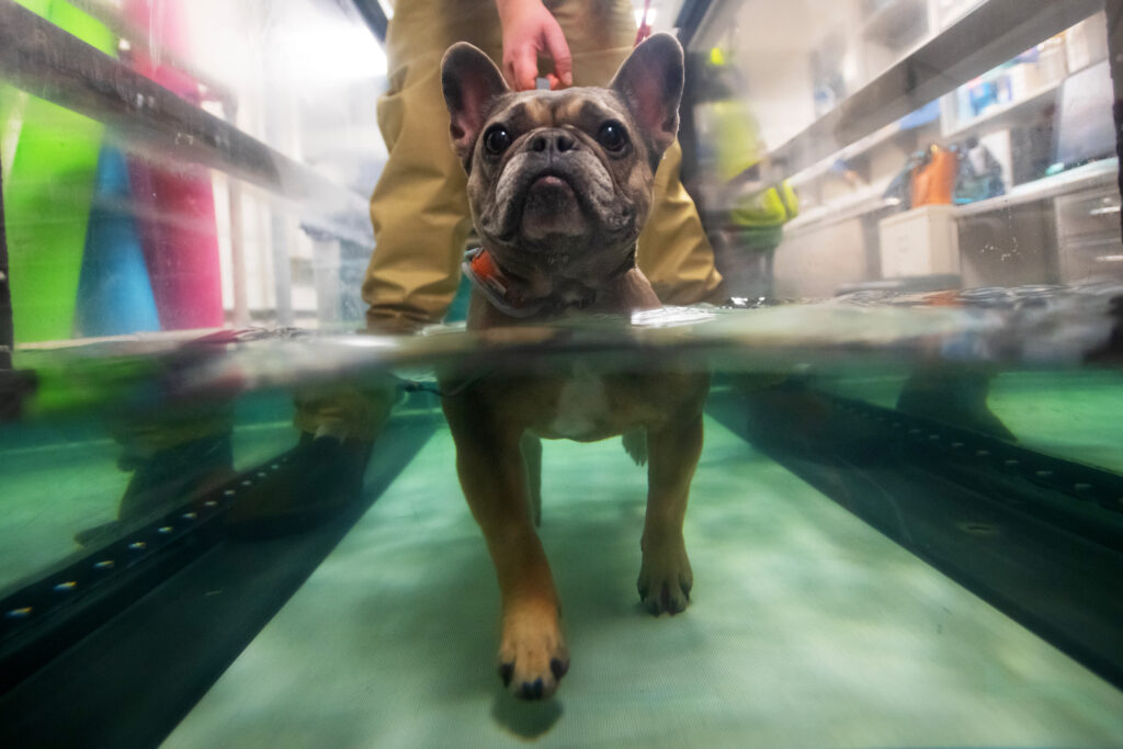 A brown French bulldog  walking on an underwater treadmill, the water coming up to its chin.