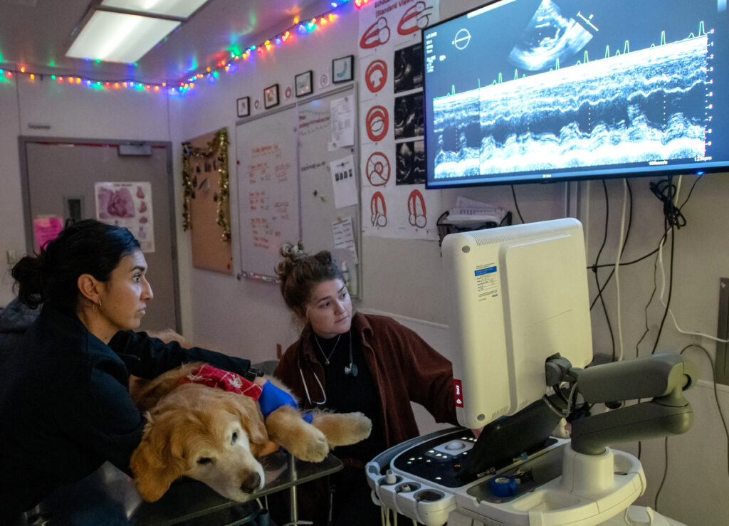 A veterinarian performing an ultrasound on a dog laying on an exam bed, the vet and another person watch the ultrasound image.