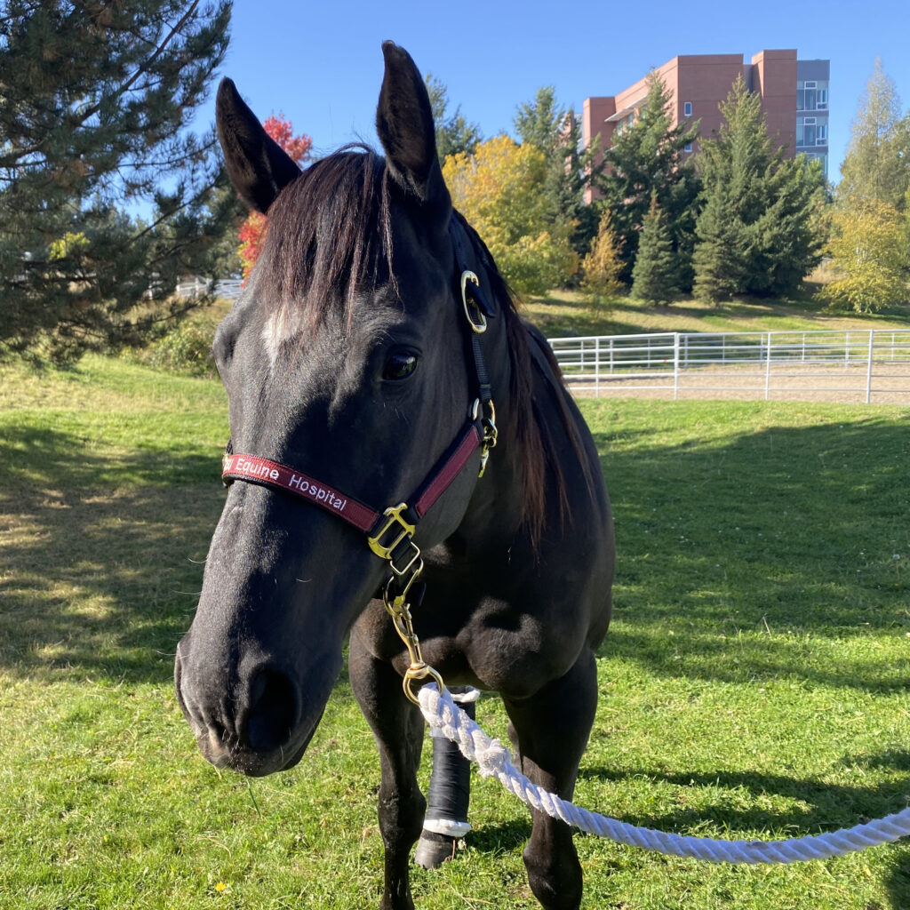 A black rodeo horse posed outside on a green lawn.