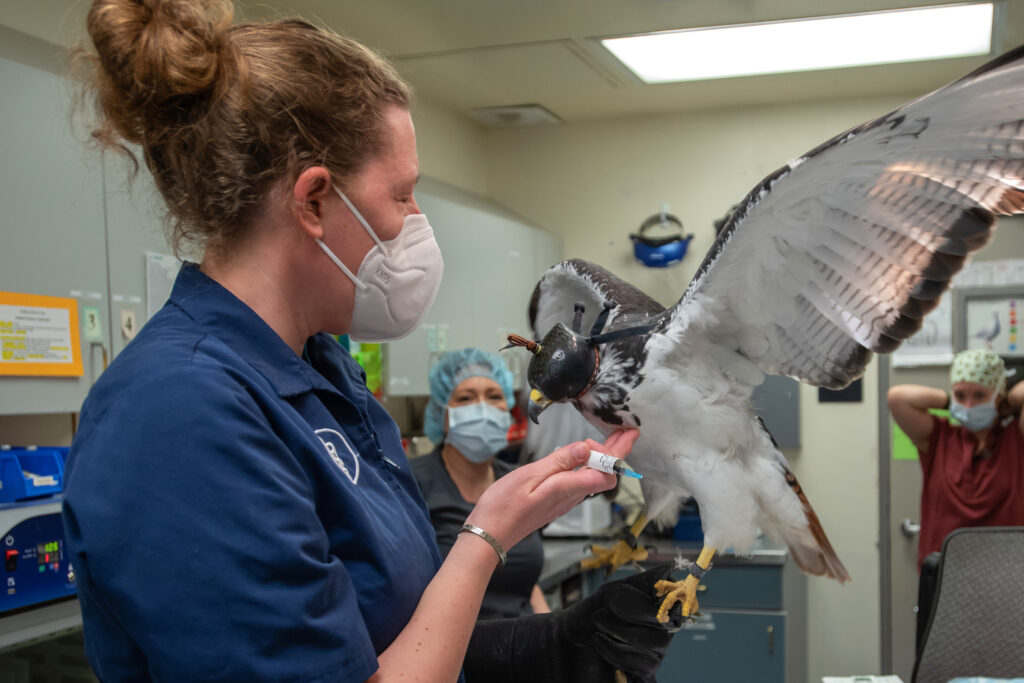 A veterinarian in a face mask holds Taima, an augur hawk with outstretched wings, as a vet technician assists.