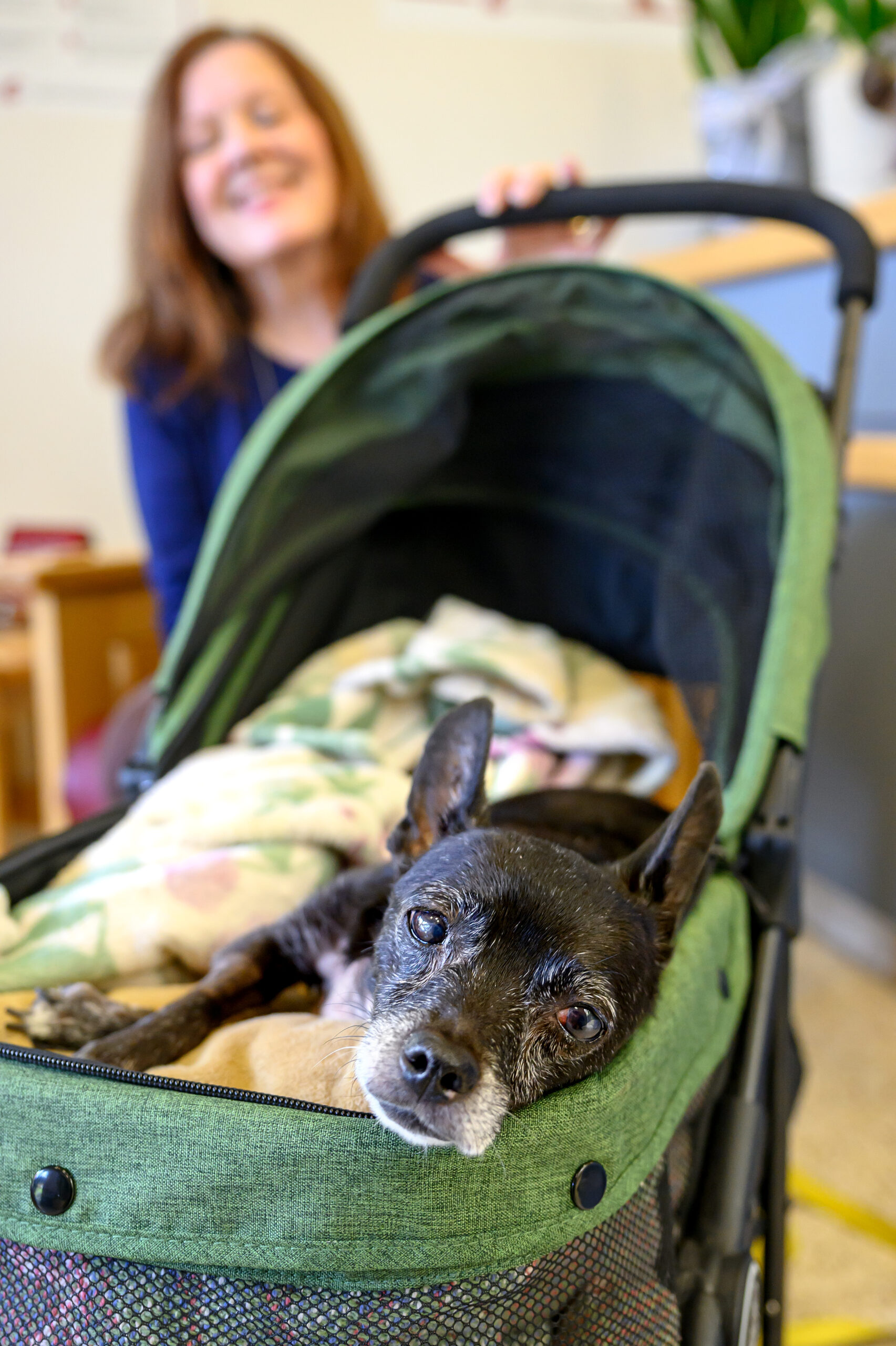 Small black dog laying on blankets in a wheeled carrier.