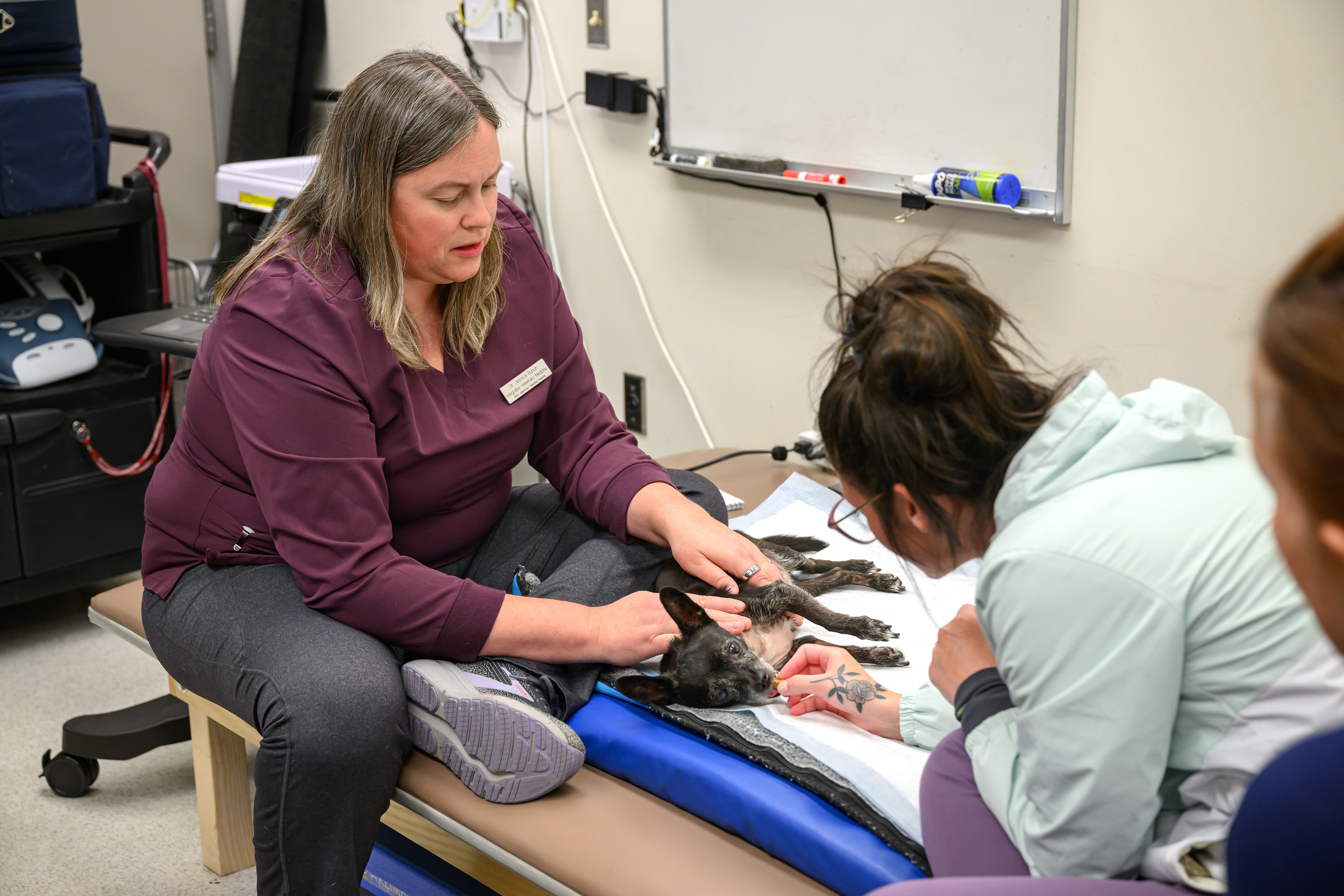 A person with their hands on a black dog laying on an exam table while another person soothes it.