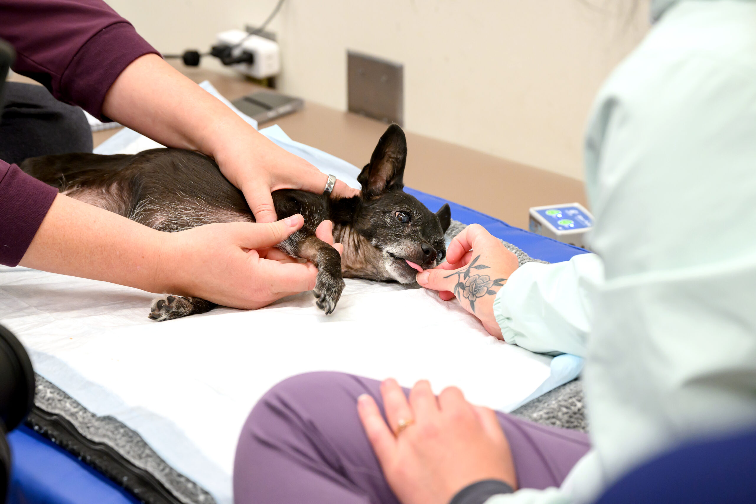 A person examining a black dog's leg while it lays on an exam table and another person soothes it.