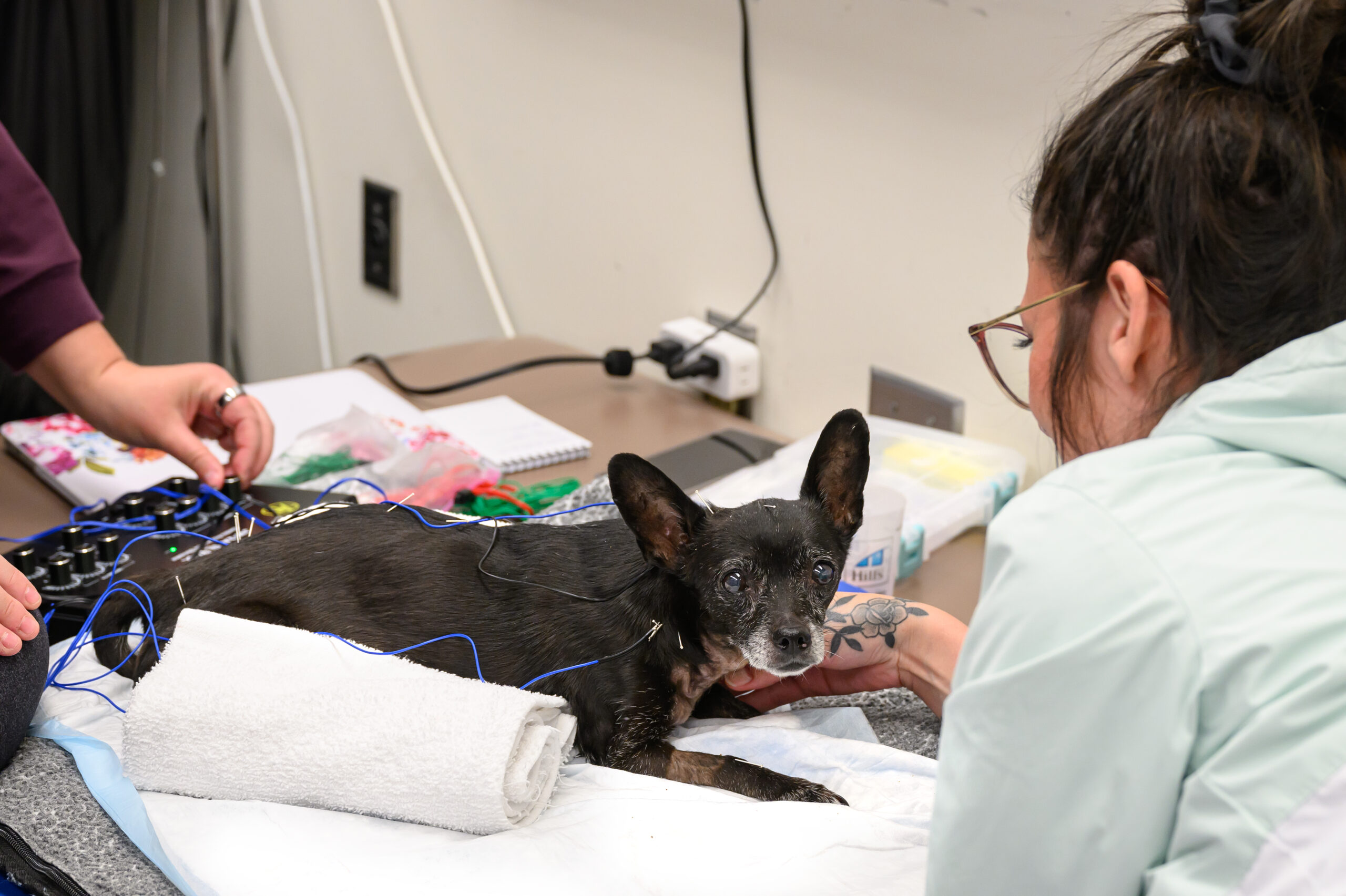 A small black dog with electrical leads on them for therapeutic electrical stimulation.