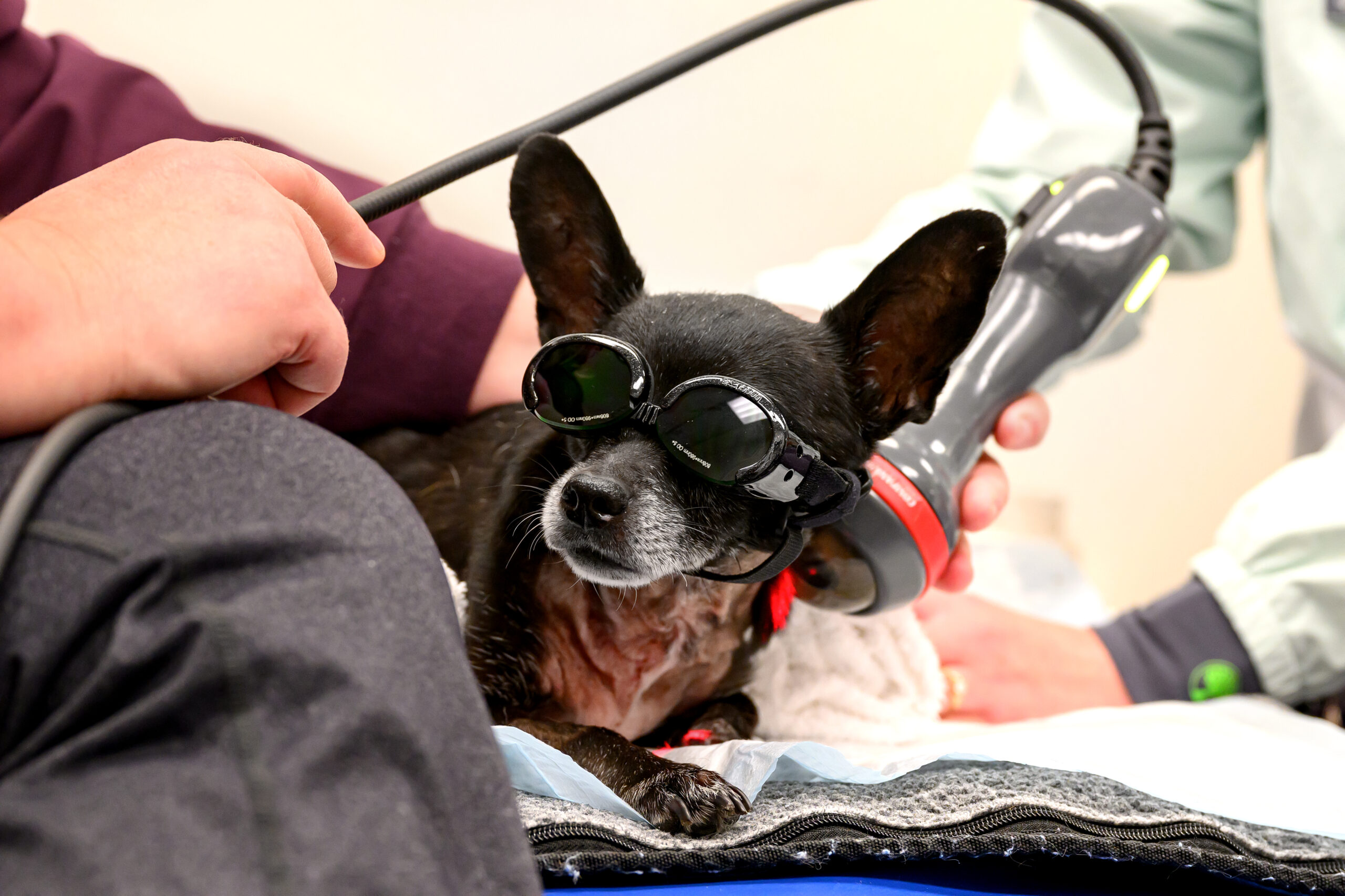 Small black dog with large upright ears wearing protective tinted goggles while a vet passes a wand instrument over her.