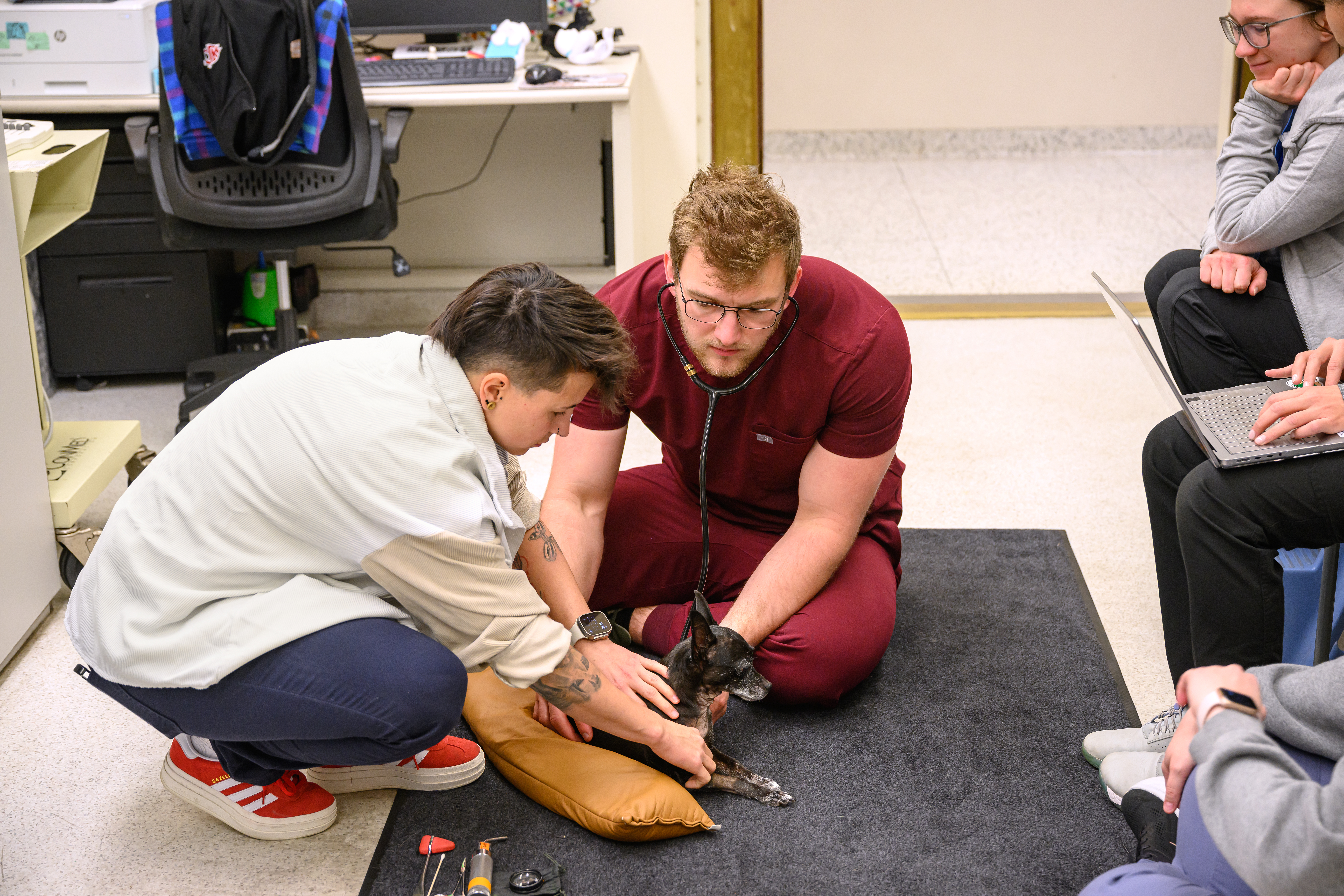 Two people in medical clothes examining a small dog on a rug.