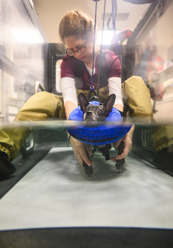 Small black dog wearing a floatation harness learning to use an underwater treadmill while a seated person helps them move their feet.