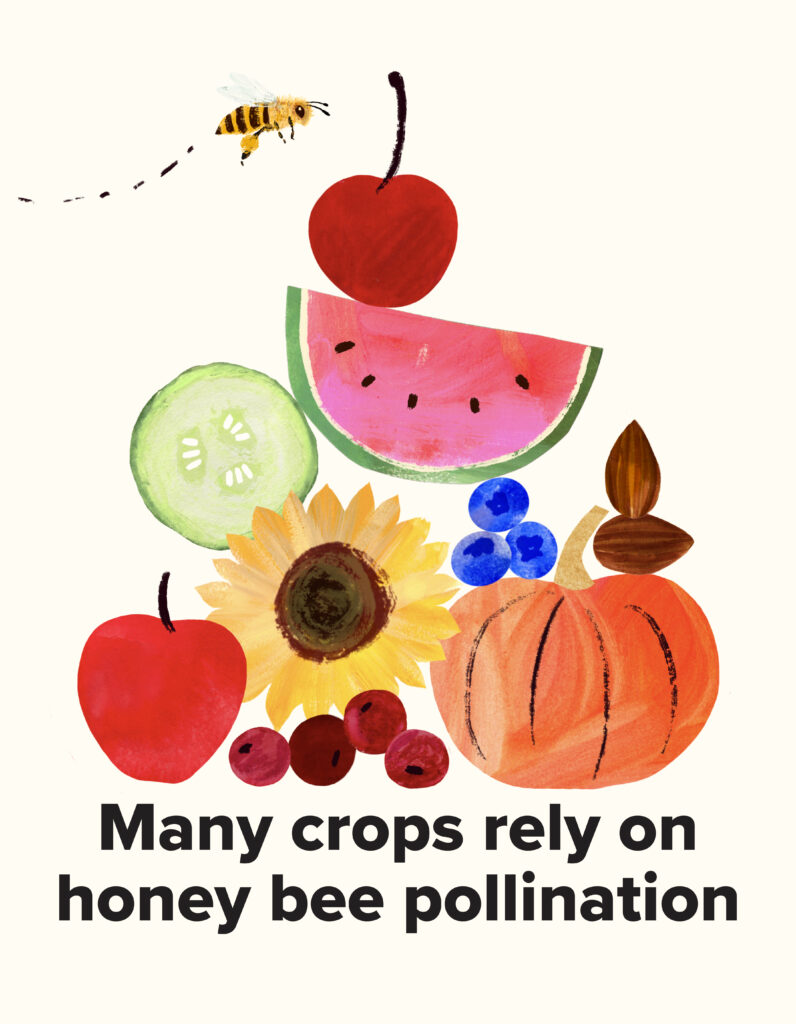 A bee flying over a pyramid of fruits and vegetables with the text, "Many crops rely on honey bee pollination."