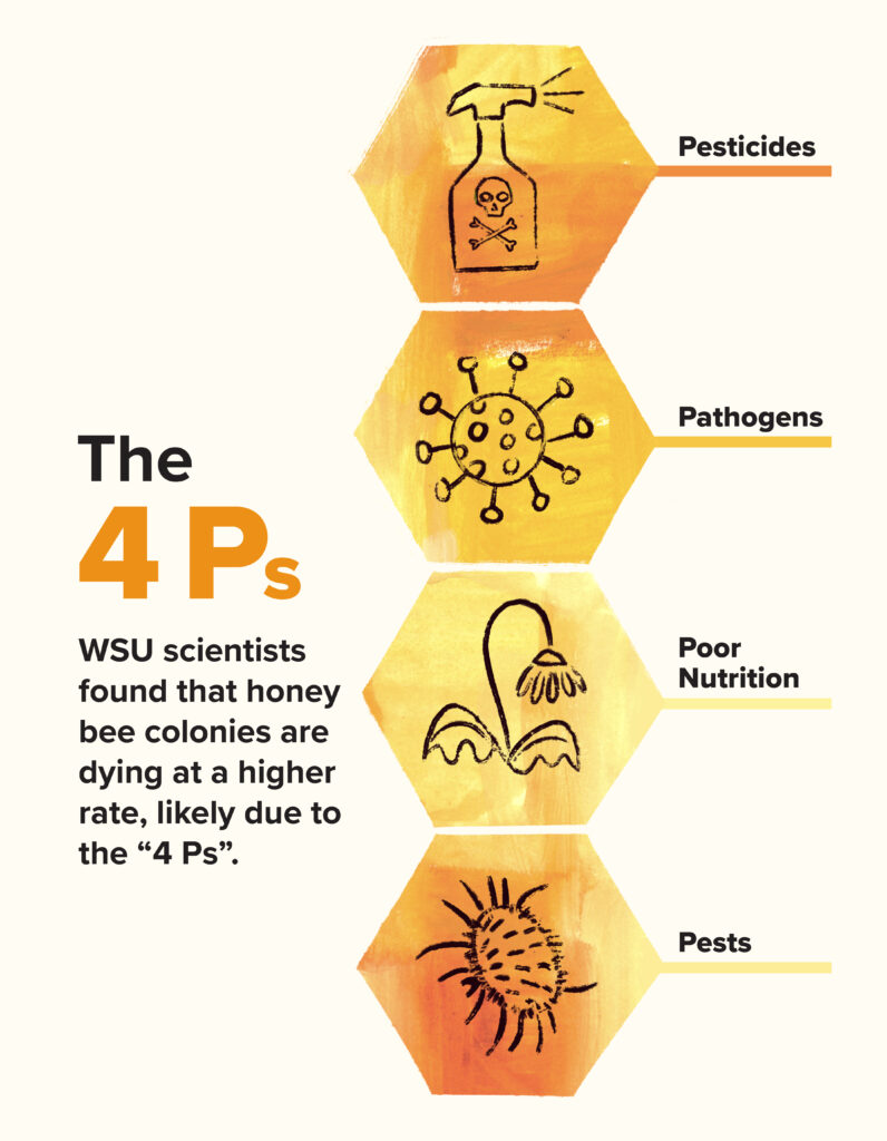 Four honeycombs illustrate "The 4 P's" WSU scientists found that honey bee colonies are dying at a higher rate, likely due to the 4 P's: pesticides, pathogens, poor nutrition, and pests.