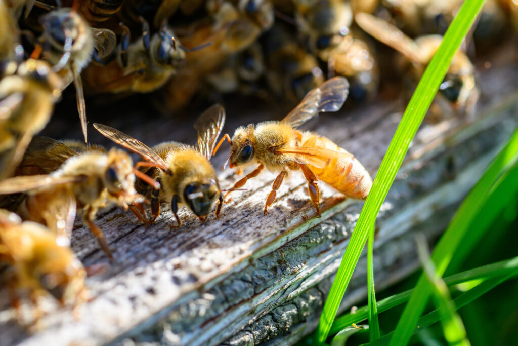 Close-up of bees warming in the sun on a weathered piece of wood with some grass.