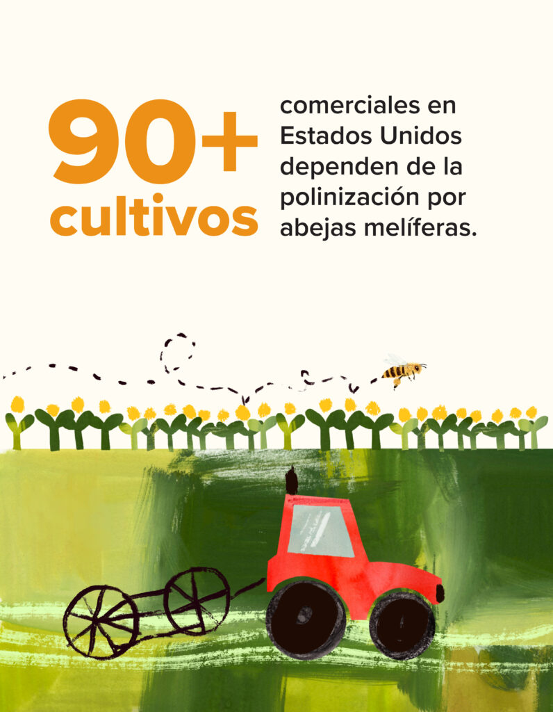 Abeja polinizando un campo de flores mientras un tractor trabaja la tierra, con el texto: “90+ cultivos comerciales en Estados Unidos dependen de la polinización por abejas melíferas.”