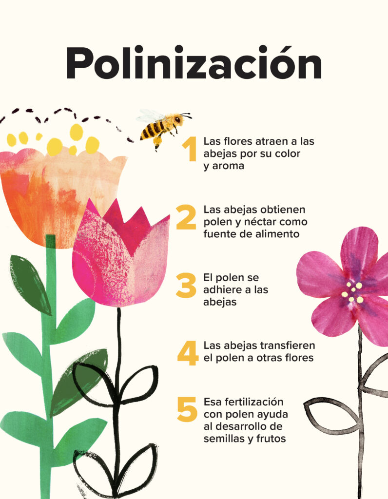 Abeja volando entre flores con información sobre los cinco pasos de la polinización. Descrito bajo el título Infografía texto completo.