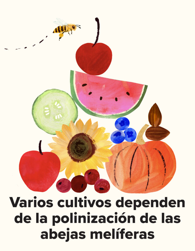 Abeja volando sobre una pirámide de frutas y verduras con el texto: “Varios cultivos dependen de la polinización de las abejas melíferas.”