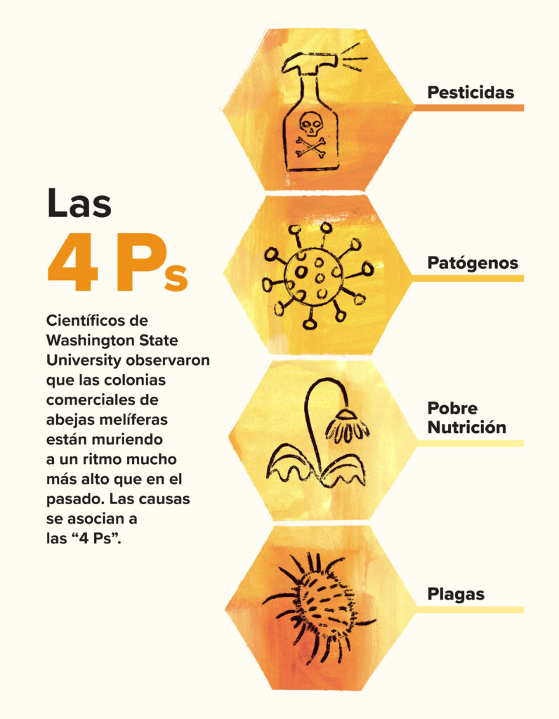 Cuatro panales con el texto: “Las 4 P”. Científicos de Washington State University observaron que las colonias comerciales de abejas melíferas están muriendo a un ritmo mucho más alto que en el pasado. Las causas se asocian a las “4 Ps”: Pesticidas, Patógenos, Pobre Nutrición, Plagas.