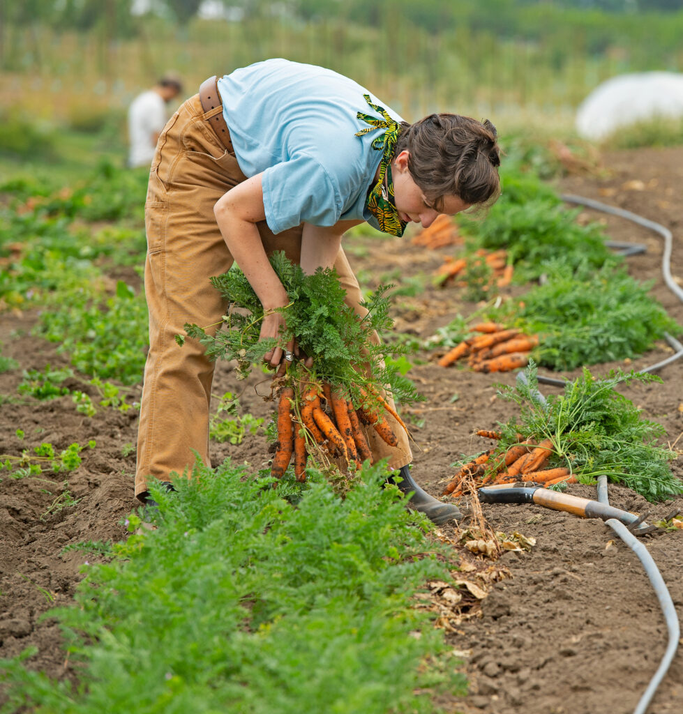 WSU Eggert Organic Farm student staff harvests carrots at Washington State University, Tuesday, August 25, 2020.