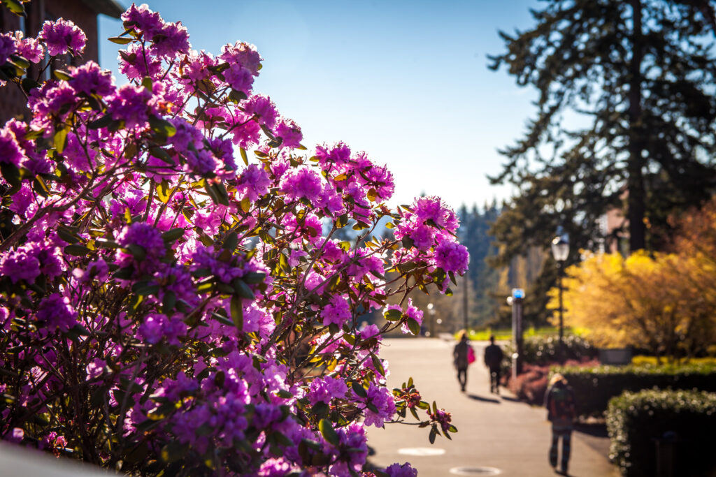 A vibrant close-up of bright purple flowers blooming on a bush next to a campus walkway