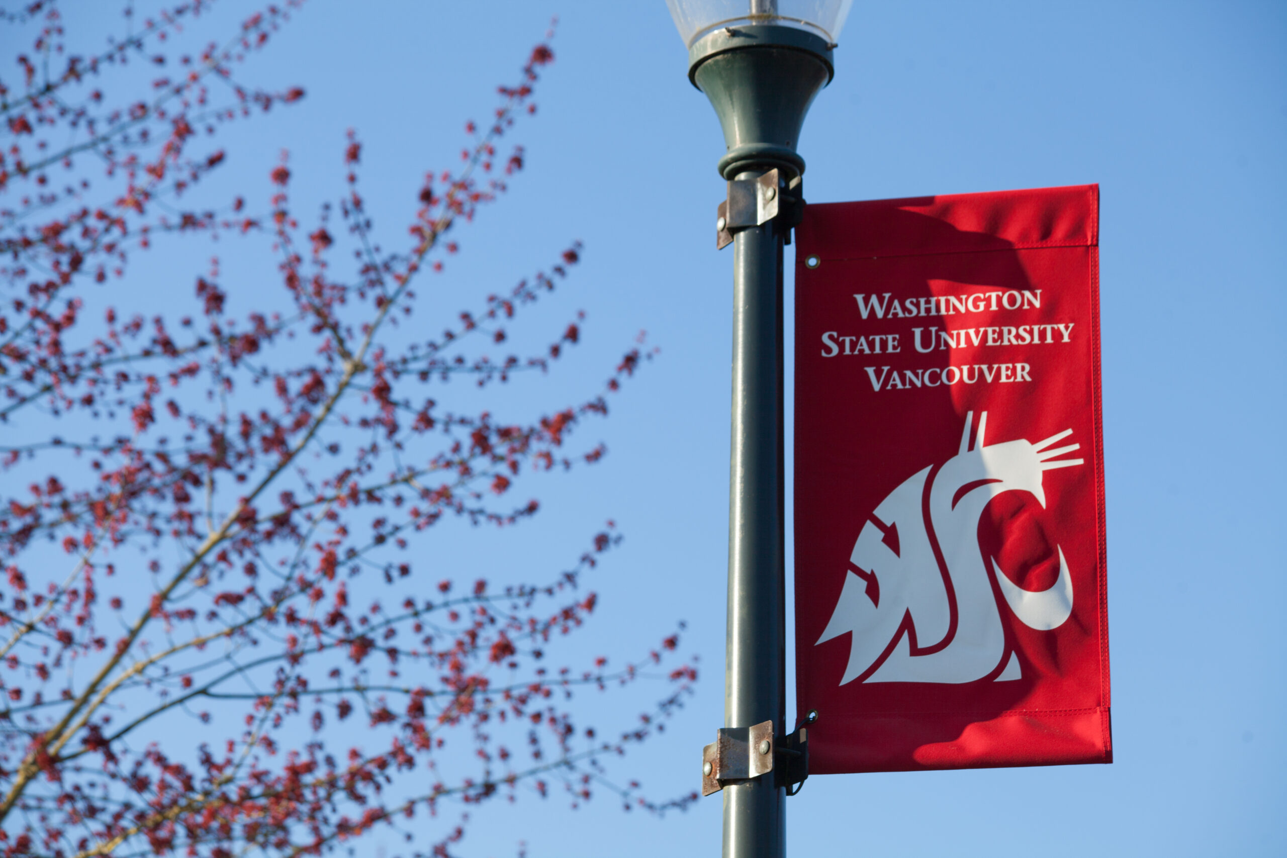A red WSU Vancouver banner flying proudly on a light pole on campus
