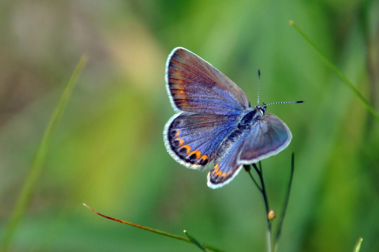A vibrant close-up photograph of a blue butterfly resting delicately on a green leaf outdoors