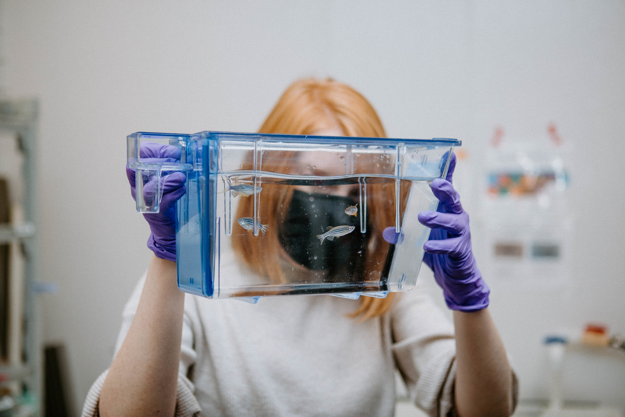 A student wearing laboratory gloves holding a clear research enclosure at WSU Vancouver